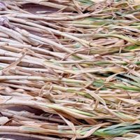 wonderful harvest, great garlic