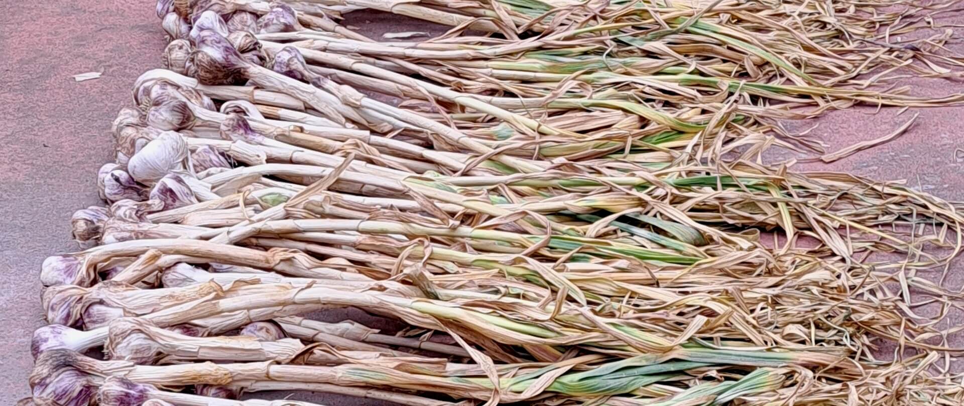 wonderful harvest, great garlic