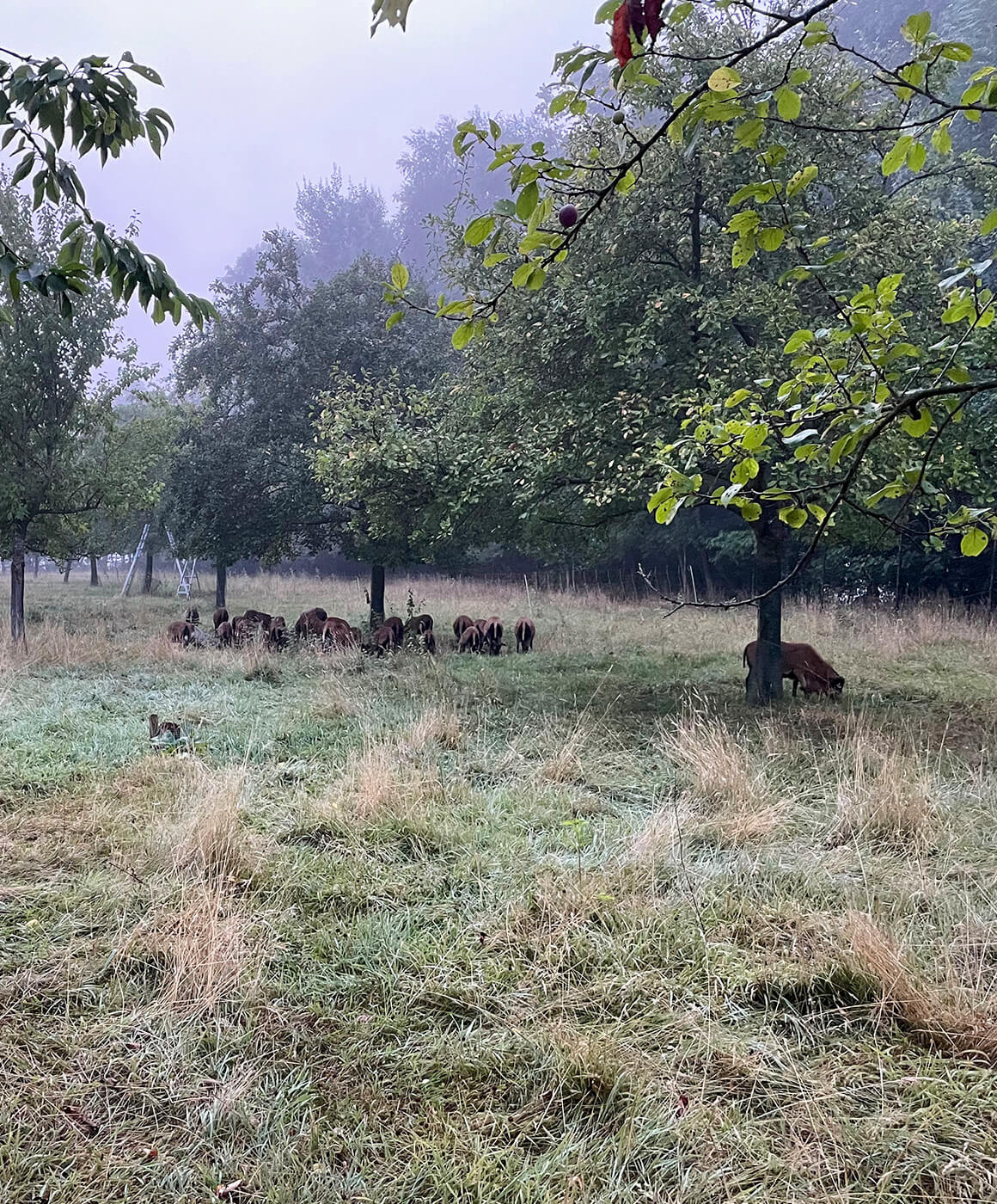 Cameroon sheep in the orchard on a misty day