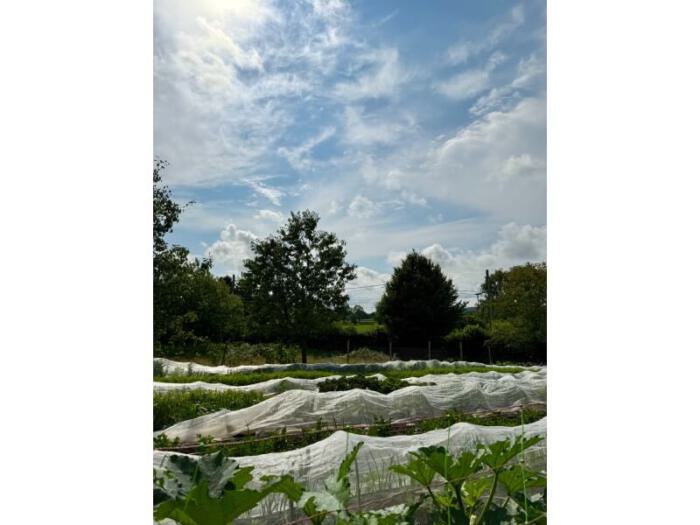 our fields of beautiful vegetables