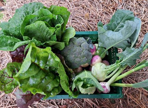 Arthur´s Veggie Box