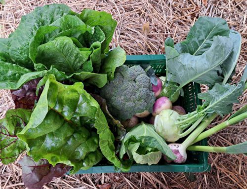Panier d’Arthur – Abonnement de fruits et légumes frais