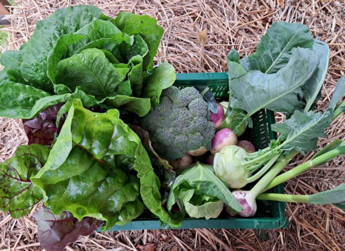 Arthur´s Veggie Box