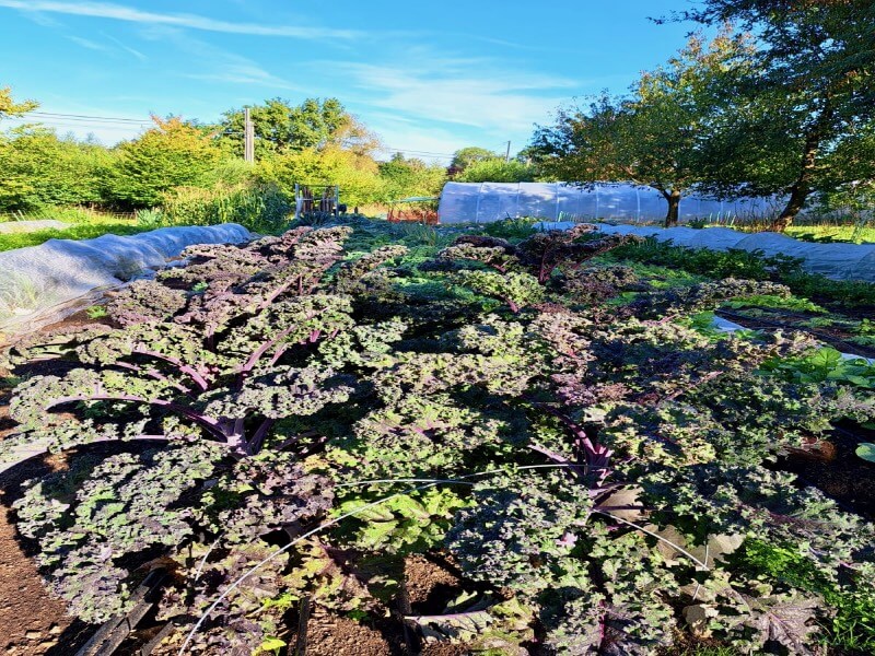 Autumn Kale in Mirzet’s Bed-2 Autumn Kale in Mirzet's Bed
