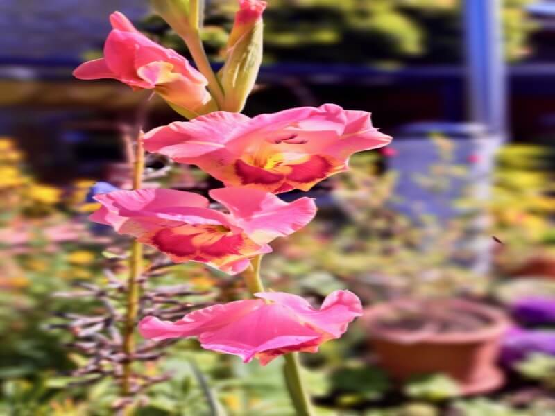 Autumn flowers delight-2 Autumn flowers delight