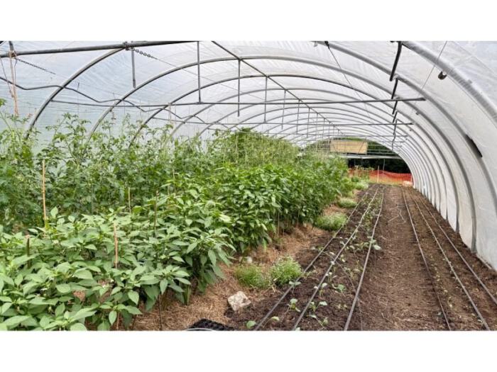 new polytunnel full of winter vegetables and tomatoes and yummies