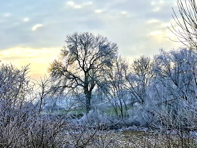 Snow on our trees, minus 7,4° last night