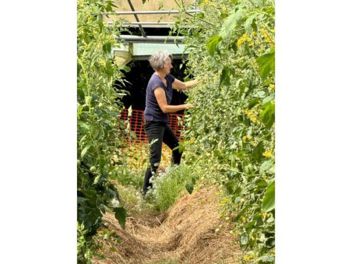 Claudia in the Tomatoes