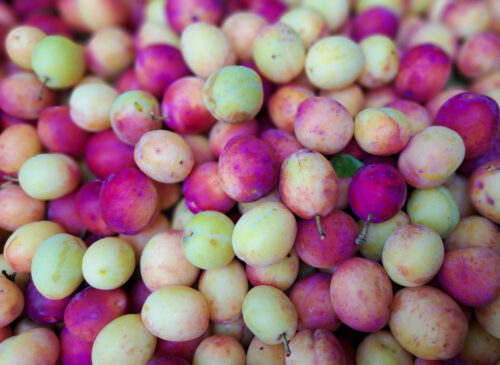 delicious Avalon plums, the new harvest 2025