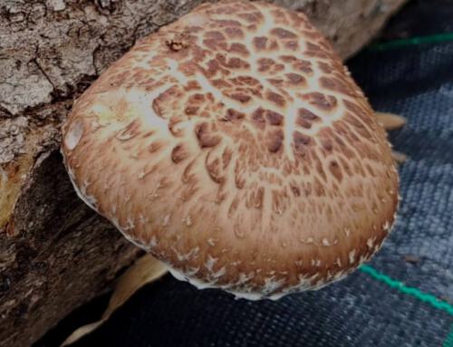 our first Shiitake mushrooms for sale, limited quantities