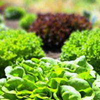 amazing crispy crunchy fresh salanova lettuce