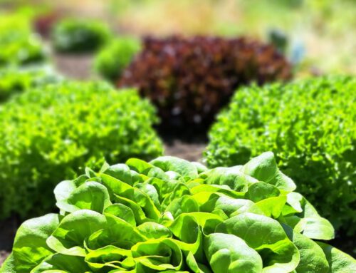 Salanova Lettuce