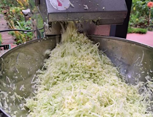 Sauerkraut and sweet potatoes in November