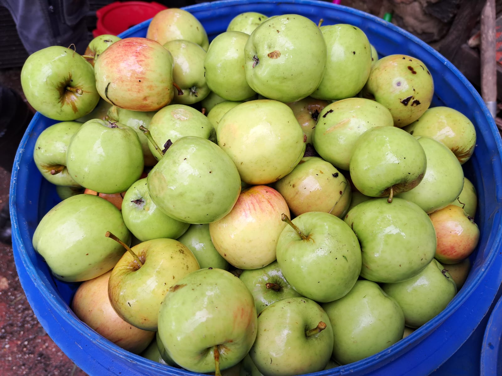 WhatsApp Image 2026-03-01 at 19.51.15 organic apples from our orchards