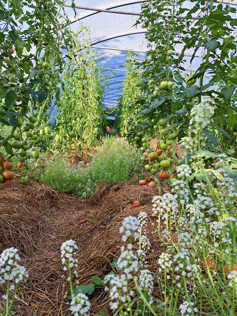 A polytunnel full of autumn vegetables and flowers