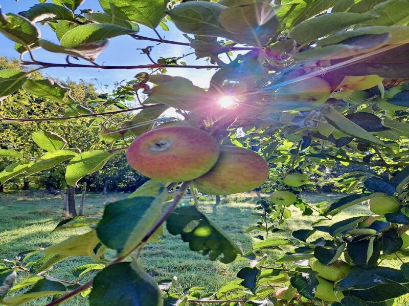 delicious autumn apple-2 delicious Belgian autumn apple