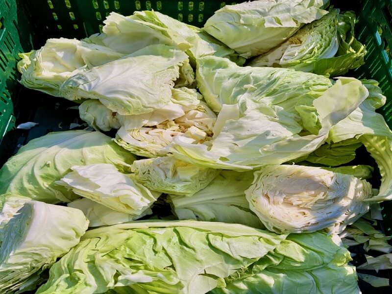 delicious white cabbage from the farm-2 delicious white cabbage from our farm
