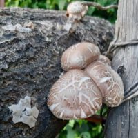 Shiitake Anbau 2022