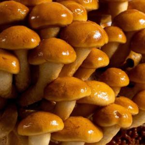 Atelier : Cultivez vos propres champignons Shiitake - 24 mai – Image 4