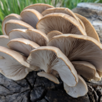atelier champignons
