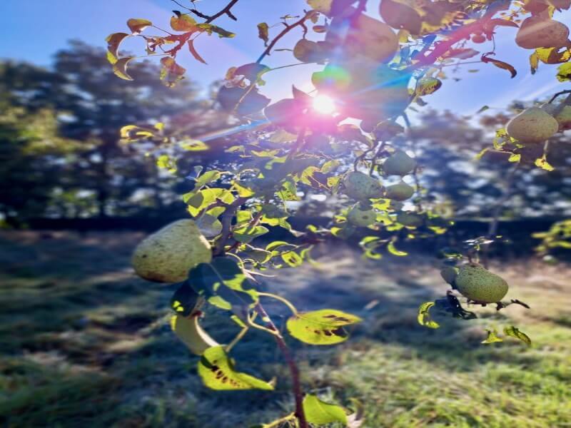 pears still hanging in October-2 pears still hanging in October