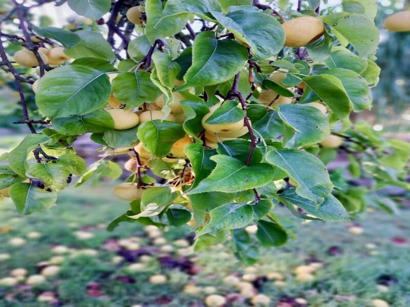 so delicious pears-2 so delicious belgian pears