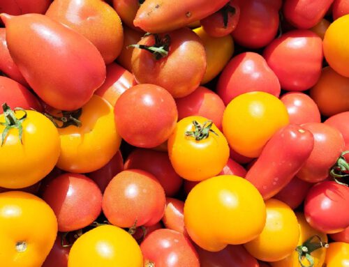 Nos tomates sont les meilleures…