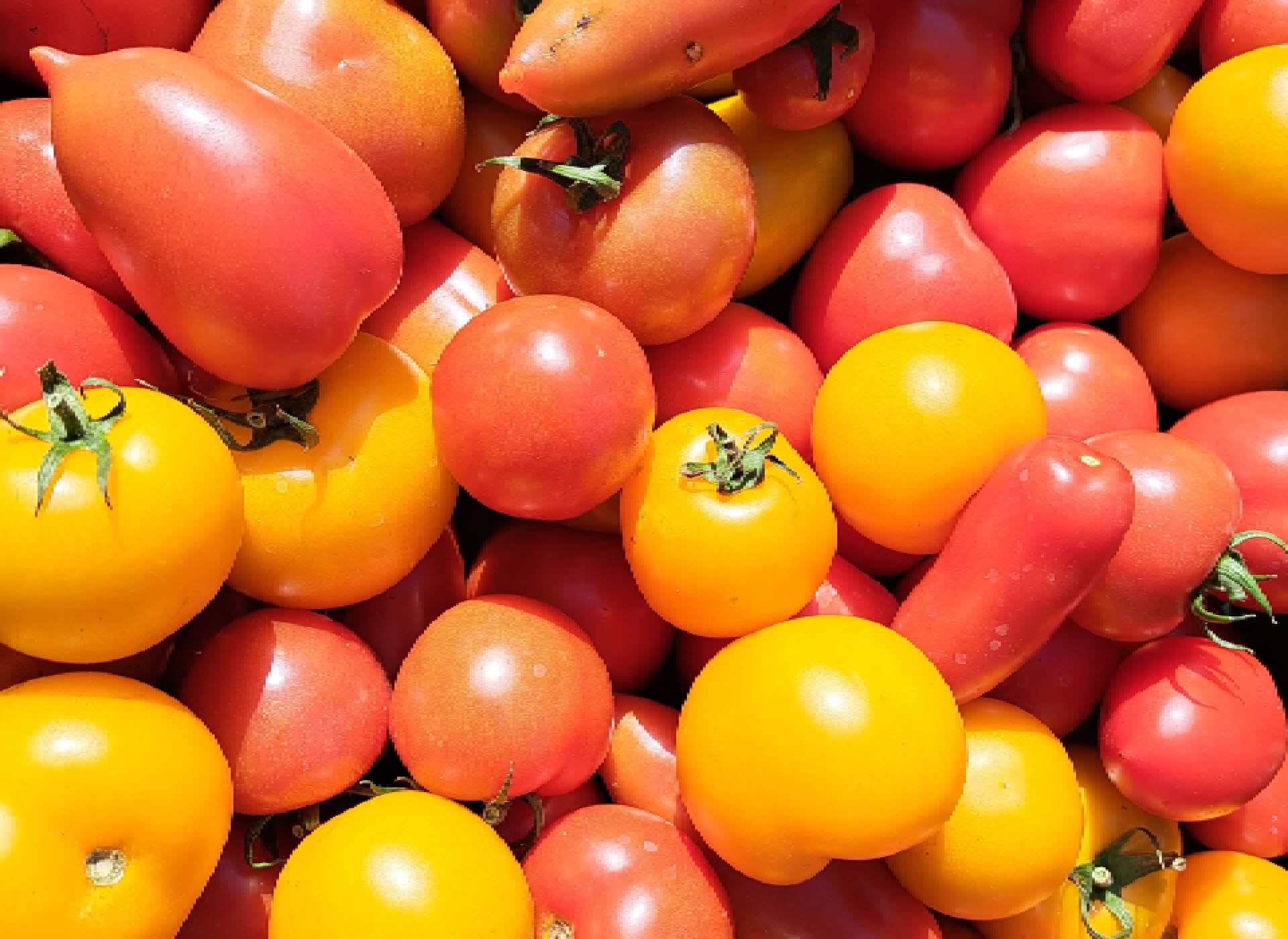 Nos tomates sont les meilleures…